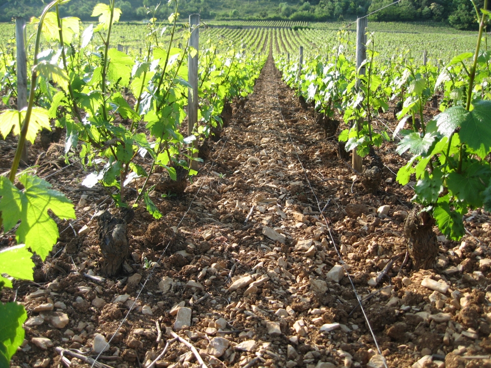 Grands Vins de Bourgogne